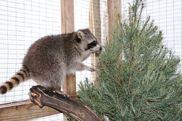 Wild Winter Wonderland Photos with Santa